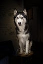 Dog portrait on black background. Siberian husky black and white with blue eyes. Studio art portrait.