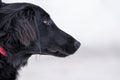 Dog portrait - black flat coated retriever Royalty Free Stock Photo