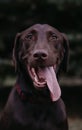 Dog Portrait Black Lab Royalty Free Stock Photo