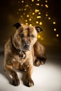 Dog portrait; bokeh background