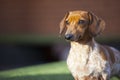 Dog portrait brick wall background Royalty Free Stock Photo