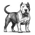 Dog Portrait Bull Terrier engraving sketch vector
