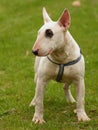 Dog portrait ( Bull terrier )