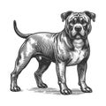 Dog Portrait Bull Terrier engraving sketch vector