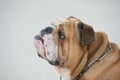 Dog portrait Bulldog