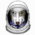 Dog portrait, bullterrier portrait, bullterrier head, dog head. Astronaut animal. Vector portrait. Cosmos and Spaceman