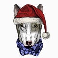 Dog portrait, bullterrier portrait, bullterrier head, dog head. Christmas red Santa Claus hat.
