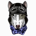 Dog portrait, bullterrier portrait, bullterrier head, dog head. Vintage motorcycle biker helmet.