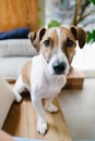 Dog portrait in cafe sitting on wooden bench with plants at the background. Royalty Free Stock Photo