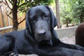 Dog portrait in close up. Black Labrador. Purebred. Lab puppy photography. Royalty Free Stock Photo