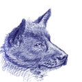 Dog portrait closeup . Hand made sketch with ballpoint pen on paper texture. Isolated on white Royalty Free Stock Photo