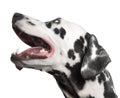 Dog portrait dalmatian photo