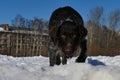 Dog portrait. German drathaar in winter.