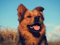 Dog portrait Royalty Free Stock Photo