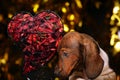 Dog Portrait Heart Dark Background
