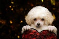 Dog portrait heart dark background