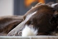 Dog portrait with honey colored eyes resting