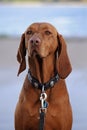 Dog portrait, Hungarian or Magyar Vizsla, selected focus on the