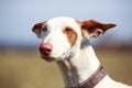 Dog portrait Royalty Free Stock Photo
