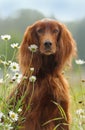 Dog portrait, irish red setter in flowers on green background Royalty Free Stock Photo