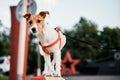 Dog portrait. Jack Russel terrier walk outdoors