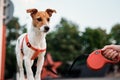 Dog portrait. Jack Russel terrier walk outdoors