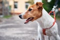 Dog portrait. Jack Russel terrier walk outdoors