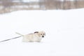 dog portrait of Labrador puppy snow ice winter background Royalty Free Stock Photo