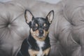 Dog portrait.Mini black beige white chihuahua on grey sofa. black brown white chihuahua. A pet is sitting at home Royalty Free Stock Photo