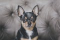 Dog portrait.Mini black beige white chihuahua on grey sofa. black brown white chihuahua. A pet is sitting at home Royalty Free Stock Photo