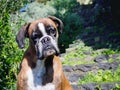 Dog portrait of the pedigree dog Boxer