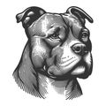 Dog Portrait Pit bull engraving sketch raster Royalty Free Stock Photo