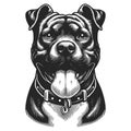 Dog Portrait Pit bull engraving sketch vector Royalty Free Stock Photo