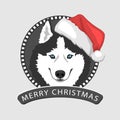 Christmas husky dog Royalty Free Stock Photo