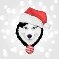 Christmas husky dog Royalty Free Stock Photo