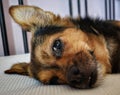 Dog portrait resting for a midday nap