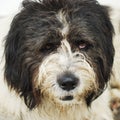 Dog portrait, romanian shepherd