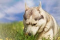 Dog. Portrait of Siberian Husky. Dog on the lawn of dandelions.