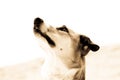 Dog portrait, side view, sepia