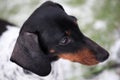 Dog portrait snow grass background