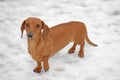 Dog portrait snow road background