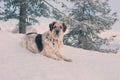 Dog portrait, snow winter forest pine trees Royalty Free Stock Photo