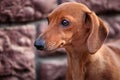 Dog portrait stone wall background