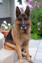 Dog portrait. Royalty Free Stock Photo
