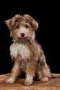 Dog portrait on a wooden plank before a black background Royalty Free Stock Photo