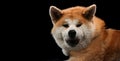 Dog portrait on a wooden plank before a black background Royalty Free Stock Photo