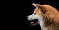 Dog portrait on a wooden plank before a black background Royalty Free Stock Photo