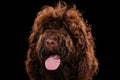 Dog portrait on a wooden plank before a black background Royalty Free Stock Photo