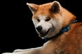 Dog portrait on a wooden plank before a black background Royalty Free Stock Photo