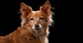 Dog portrait on a wooden plank before a black background Royalty Free Stock Photo